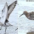 Curlew Sandpiper